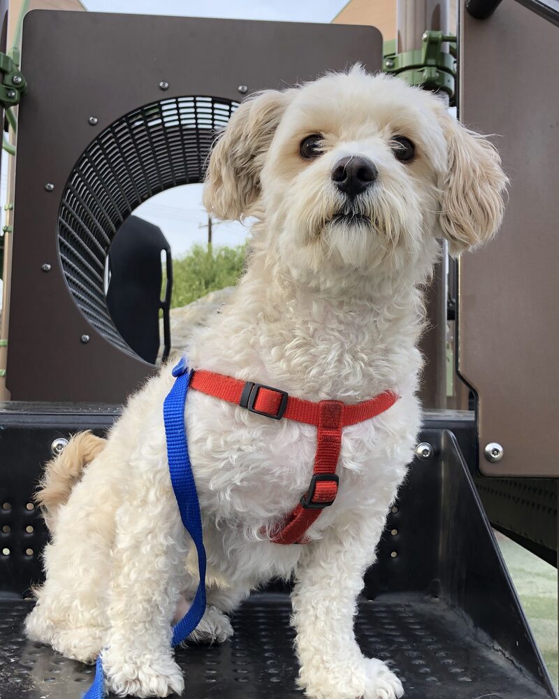 A photo of a fluffy white pup sitting on a playground
