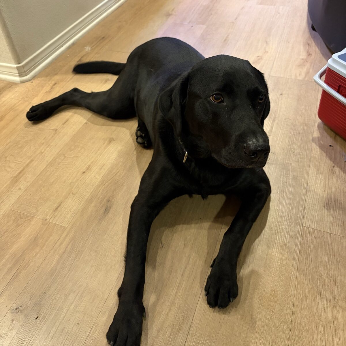 a black Lab's original photo