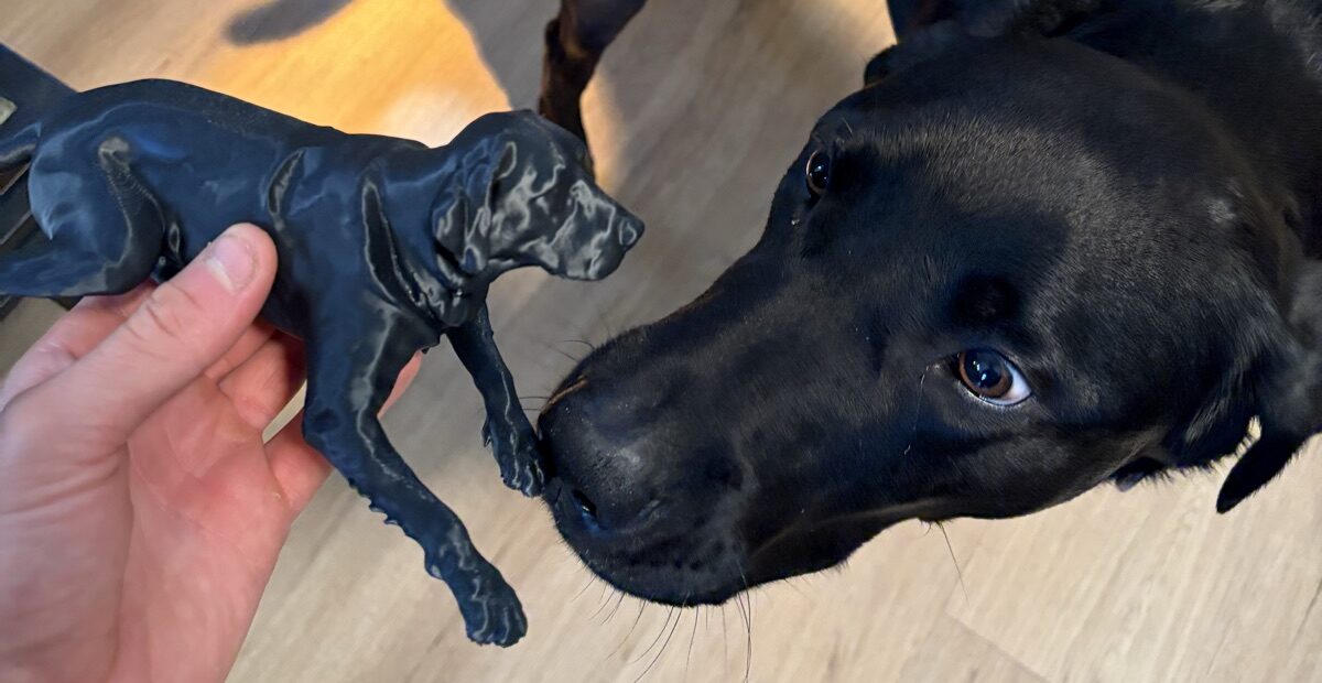 a black Lab meeting their own keepsake