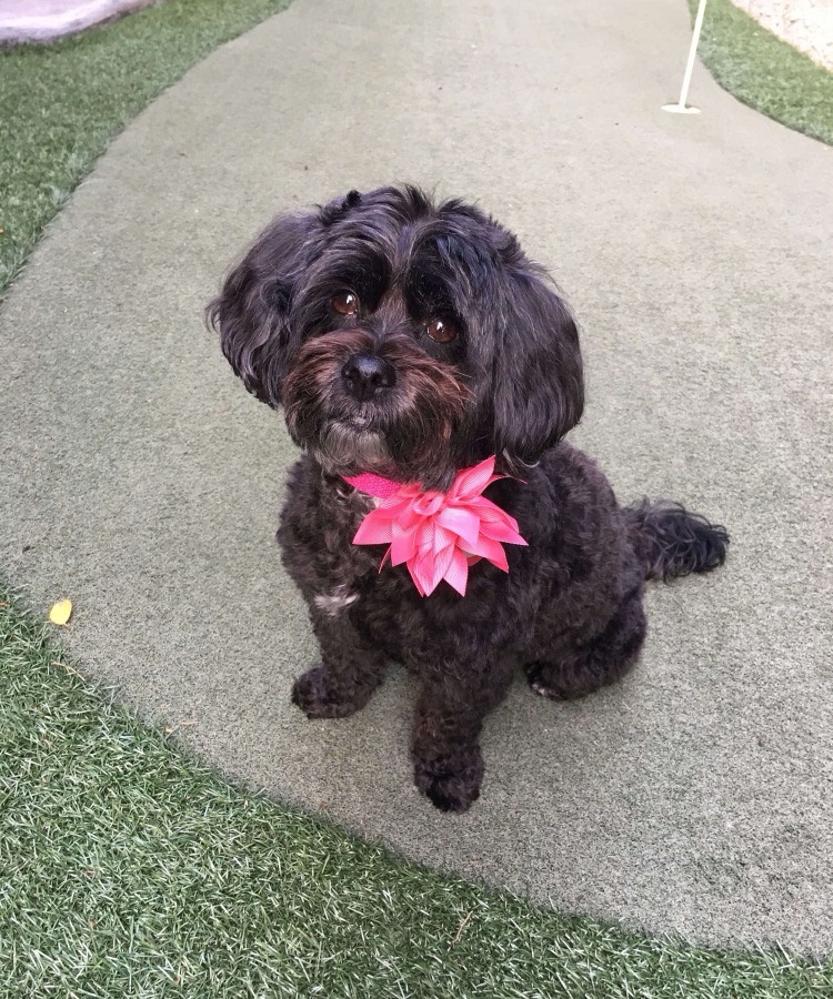 a little shih-tzu's original photo